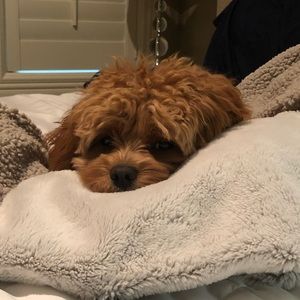 Meet your Posher, Katie